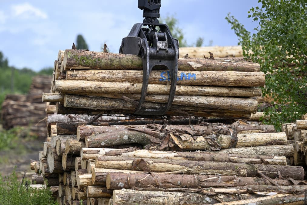 Investors are buying up vast tracts of timberland across U.S. in one of market's longest-term bets