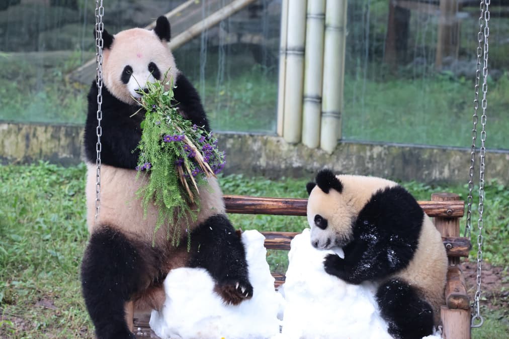 Atlanta is getting pandas: China's Xi revives a longtime diplomatic strategy at summit with U.S.