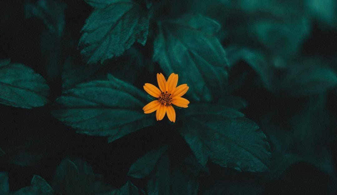 Loneliness and social isolation can take six years off your life