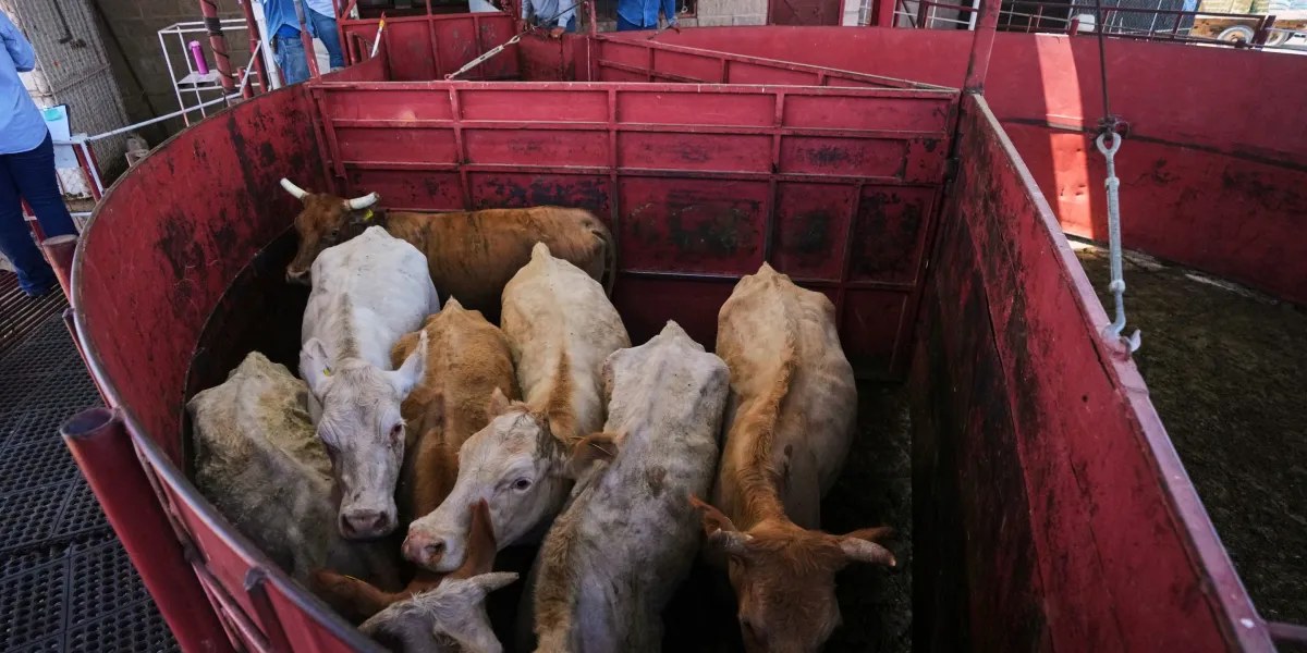 Cattle Look to Close Out the Month on Friday